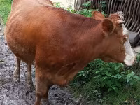 Cow, Cattle — photo 4