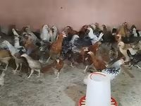 Chickens — Foto 6