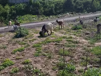 बकरी, Alpine goat — फ़ोटो 2