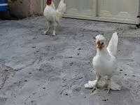 Chickens — 照片 4