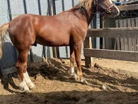 Hengst, Kazakh horse — Foto 4