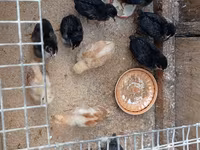 Chickens — Foto 7