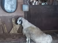 公羊, Sheep — 照片 1