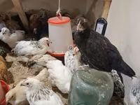 Chickens — الصورة 2