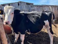 Buqa, Russian Black pied cattle — 1-rasm