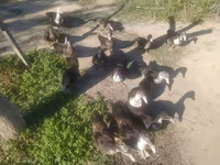 Ducks — फ़ोटो 3