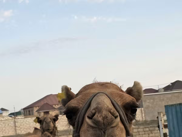ناقة, Kazakh Bactrian camel