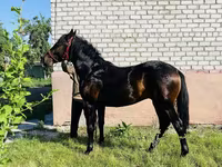 Hengst, Swedish warmblood horse — Foto 5