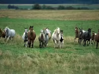 فرس, Horse breed — الصورة 2