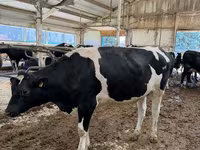 母牛, Holstein breed — 照片 3