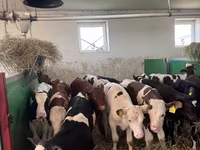 ثور, Simmental cattle — الصورة 1