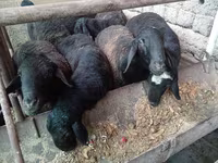 Carnero, Rhon sheep — foto 6
