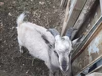 تيس, Alpine goat — الصورة 2