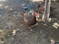 Ducks — 照片 8