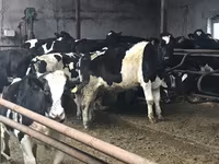 Бұқа, Russian Black pied cattle — 4-сурет