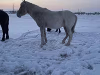 Caballo, Kazakh horse — foto 2