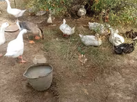 Ducks — 3-сурет