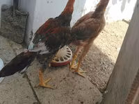 Chickens — Foto 6
