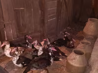 Ducks — Foto 2