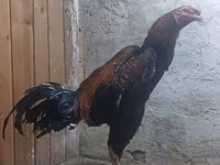 Chickens — 2-rasm