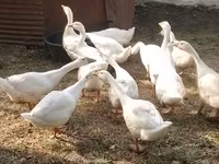 كوبان — الصورة 1