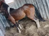 Hengst, Altai horse — Foto 1