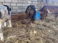 بقرة, Simmental cattle — الصورة 3