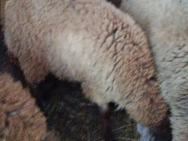 Oveja, Ovejas