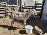 Ziegenbock, Saanen goat — Foto 3