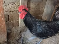 Australian Pit Game fowl — Foto 6