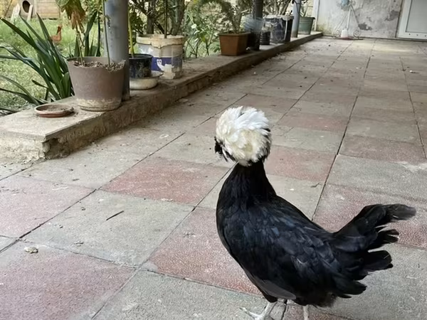 بوليش