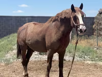 Aygʻir, Kazakh horse — 4-rasm
