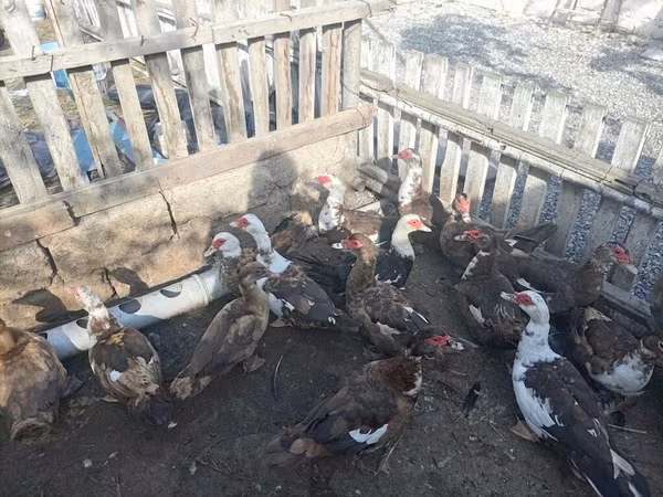 Ducks