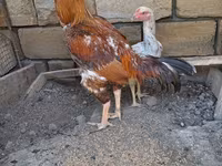 Chickens — Foto 2