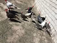 Turkeys — фото 2