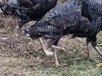 Turkeys — फ़ोटो 2