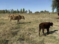 Sigir, Latvian Blue cattle — 5-rasm