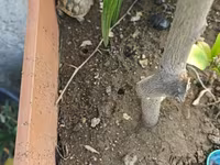 Kiçik quru tısbağalar – ev heyvanı üçün ideal - Növ: quru tısbağa — foto 5