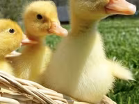 लिंडा — फ़ोटो 8