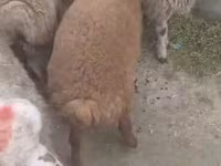 Sheep (batch, sex not specified), Sheep — photo 3