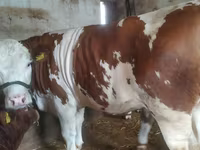Cow, Simmental cattle — photo 1