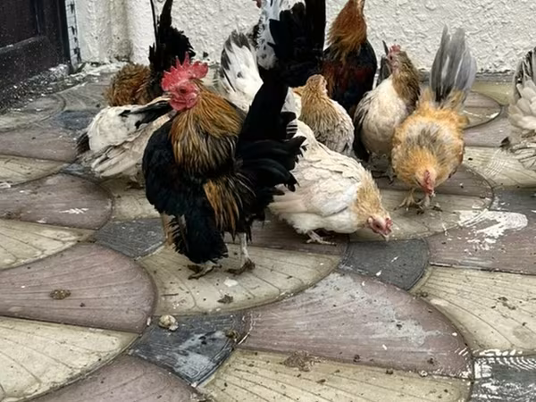 Chickens