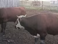 Bull, Kazakh White-headed cow — photo 7