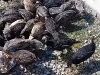 Turkeys — الصورة 6