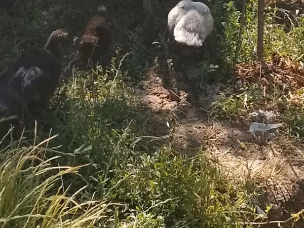 Ducks