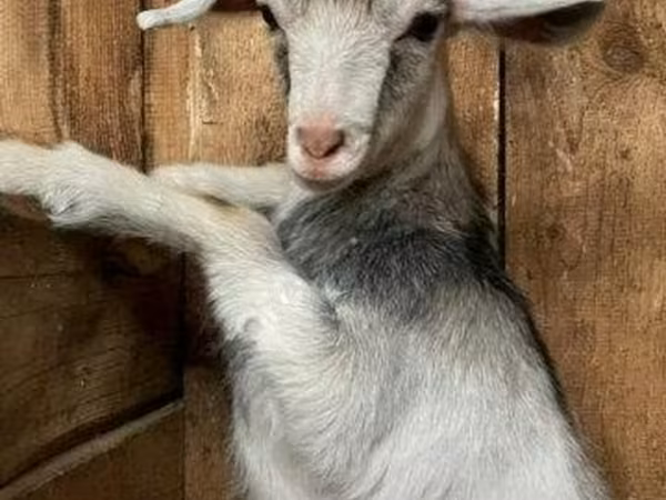 Cabro, Kamori goats