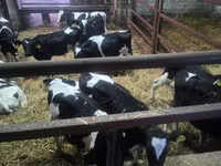 公牛, Russian Black pied cattle — 照片 1