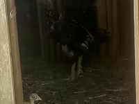 Chickens — foto 2