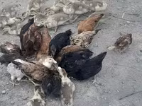 Chickens — Foto 7