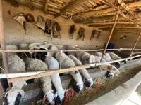 母羊, Sheep — 照片 2